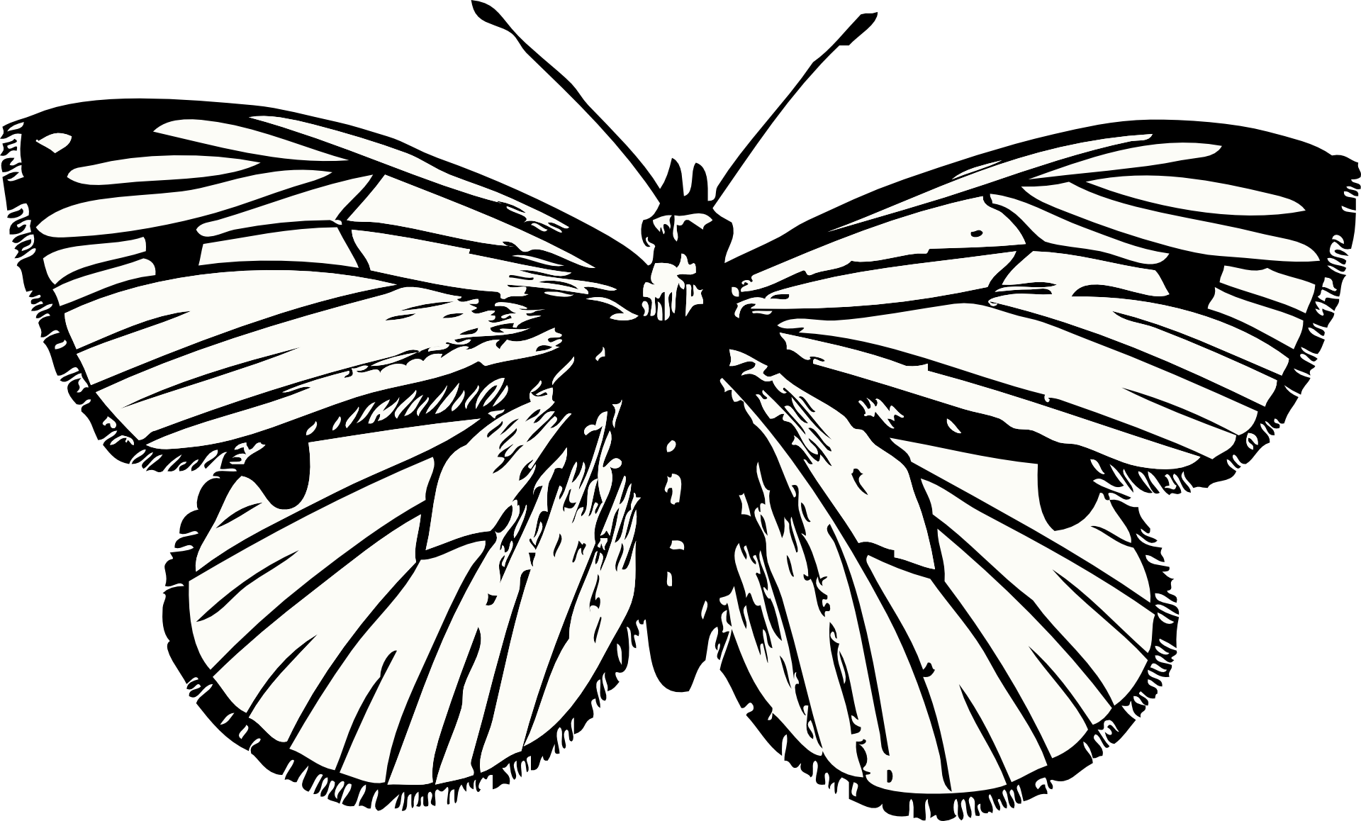 Черно белое изображение png. Бабочка рисунок. Бабочка черно белая. Бабочка рисунок чб. Бабочки картинки для печати.