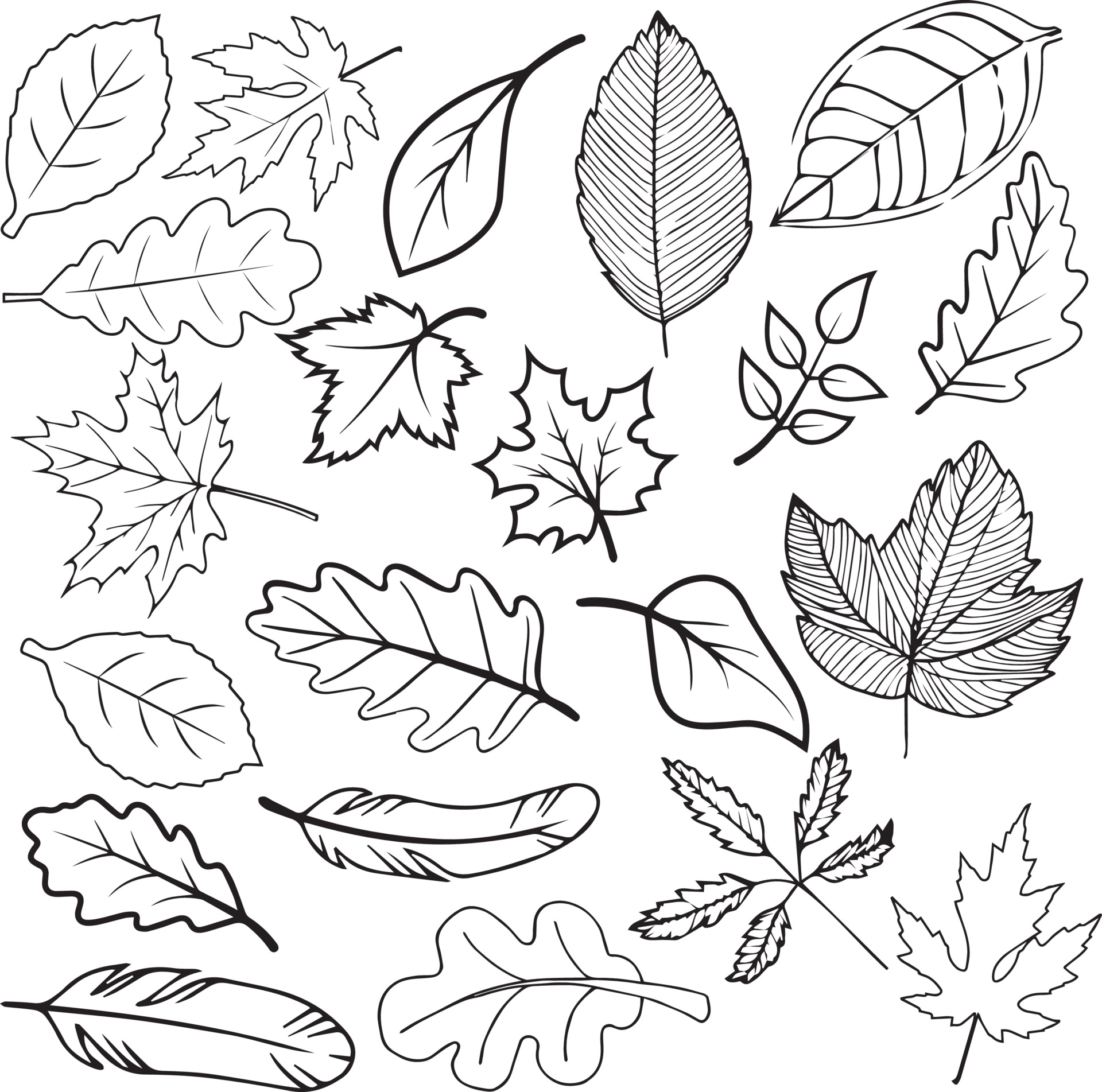 Раскраска «Осенние листья»