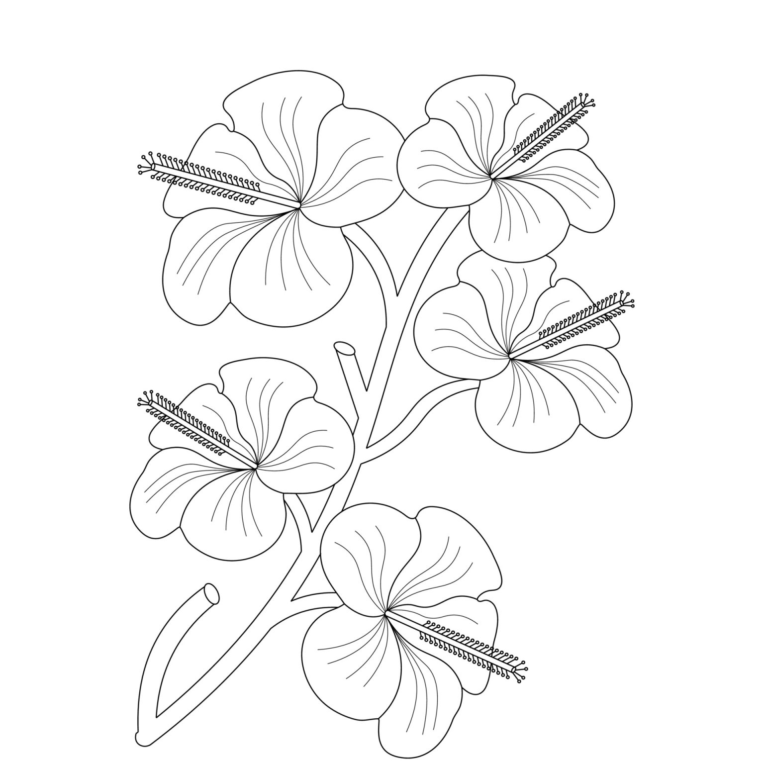 Раскраска Цветы Гибискуса распечатать - Flomasters