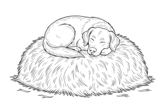 собака на сене