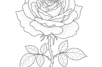 Пышная роза