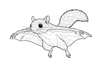 Белка летяга